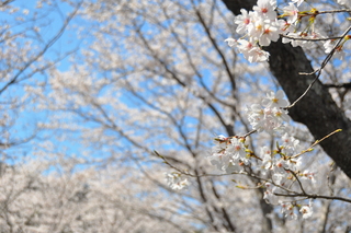 市花　さくらの画像