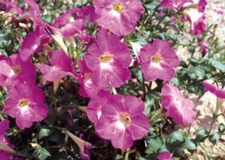 市の草花　ペチュニアの画像