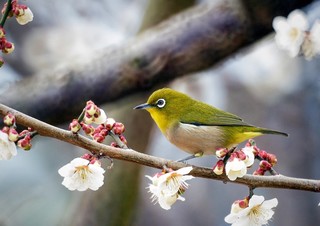 市の鳥　メジロの画像